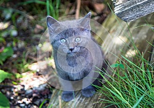 Young and curious grey wild cat at the alps of Switzerland