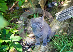 Young and curious grey wild cat at the alps of Switzerland