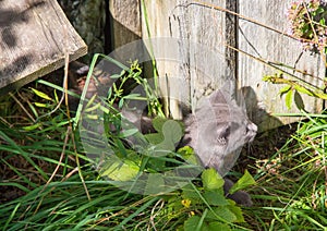 Young and curious grey wild cat at the alps of Switzerland