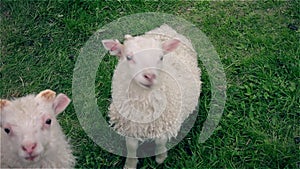 A young curious lamb keeping a watchful eye on the camera.