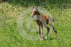 Young curious and lonely foal on a spring pasture