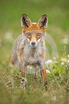 Young curious red fox on a summer meadow with flowers