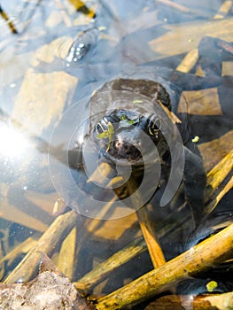 Young curious wet frog with bulging eyes peeking out of the water