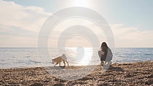 Young and curious white puppy siba inu runs on the beach in the morning while playing with the brunette girl slow motion