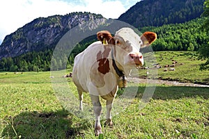 A young curious white-red simmental cattle with cowbells in the mountains