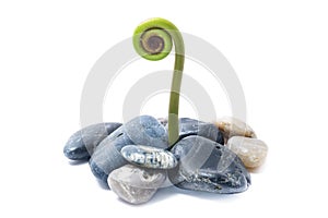 Young Curling Fern Leaf Head isolated on white with pebbles, life concept