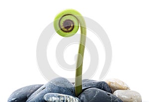 Young Curling Fern Leaf Head isolated on white with pebbles, life concept