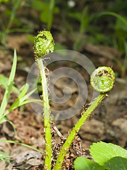 Young curly leaf of fern growing through the fallen leaves macro, selective focus, shallow DOF