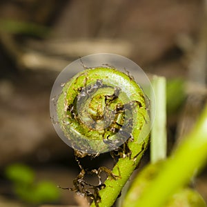 Young curly leaf of fern growing through the fallen leaves macro, selective focus, shallow DOF