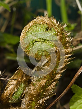 Young curly leaf of fern growing through the fallen leaves macro, selective focus, shallow DOF