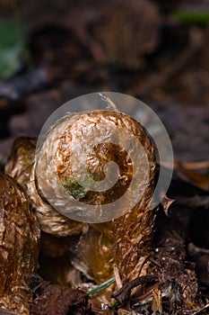 Young curly leaf of fern growing through the fallen leaves macro, selective focus, shallow DOF