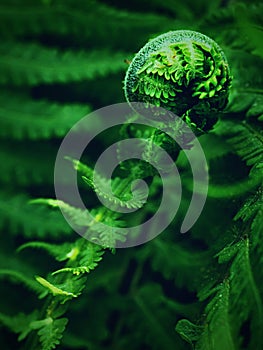 Young curly leaf of fern growing through the fallen leaves