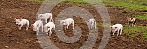 Young cute baby piglets running to camera including a spotted pig with black spots panoramic view