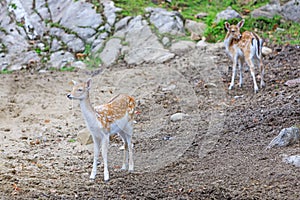 Young cute bambys in a natural field. Little fawn looking for hunts. Bambi deer in wildlife background. Beautiful baby deer.