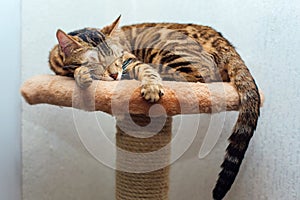 Young cute bengal cat laying on a soft cat`s shelf of a cat`s house