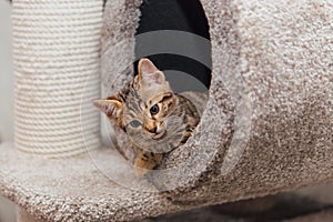 Young cute bengal cat sitting on a soft cat& x27;s shelf of a cat& x27;s house.