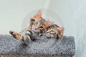 Young cute bengal kitten laying on a soft cat& x27;s shelf of a cat& x27;s house.