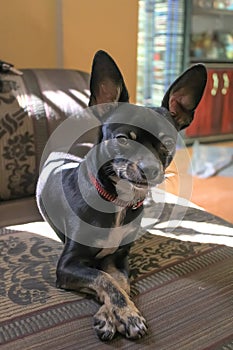 A young cute black Chihuahua dog lounging on a couch