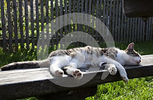 Young cute cat relaxing on wooden bench