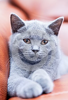 Young cute cat resting on leather sofa. The British Shorthair kitten with blue gray fur