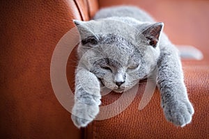 Young cute cat resting on leather sofa. The British Shorthair kitten with blue gray fur