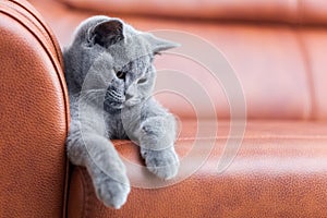 Young cute cat resting on leather sofa. The British Shorthair kitten with blue gray fur