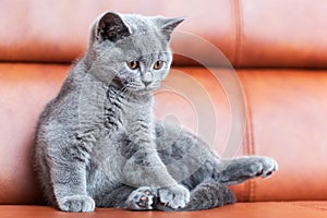 Young cute cat resting on leather sofa. The British Shorthair kitten with blue gray fur