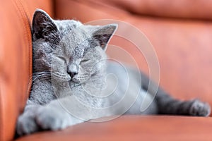 Young cute cat resting on leather sofa. The British Shorthair kitten with blue gray fur