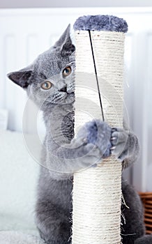 Young cute cat scratching his claws on a scratcher.