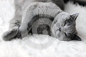 Young cute cat sleeping on cosy white fur. The British Shorthair