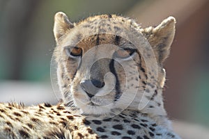 A young cute Cheetah portrait during a safari in a game reserve in South Africa