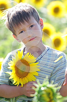 Young cute child boy with sunflower