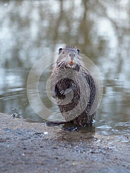 The young cute coypu  nutria   standing on hinder legs photo