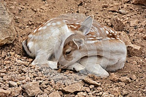 Young cute fallow deer