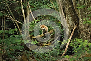 young cute fox ventures out of the forest to curiously explore the surroundings