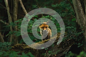 young cute fox ventures out of the forest to curiously explore the surroundings