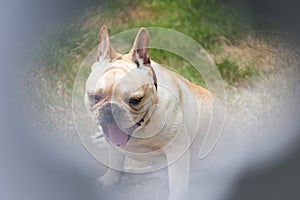 Young cute french bulldog