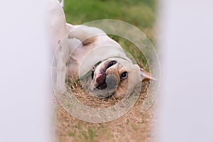 Young cute french bulldog animal