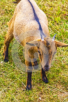 Young cute goat in farm on Wurmberg mountain Harz Germany