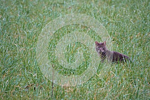 A young cute gray domestic cat on the hunt in green dewy grass looking surprised into the lens of the camera