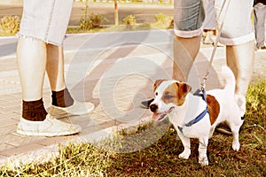 Young cute jack russel terrier standing at the male feet. Dog walking with owner outside. Selective focus