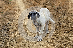 Young cute Kangal puppy as they look with big eyes photo