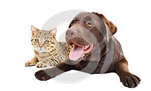 Young cute Labrador dog and cat Scottish Straight lying together
