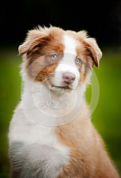 Young cute little puppy portrait