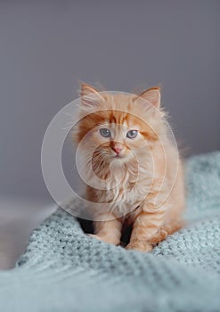 Young cute little red kitty. Long haired ginger kitten play at home. Cute funny home pets. Domestic animal and Young kittens