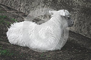 Young cute snow-white goat rests on a summer day in the village. Lamb closeup