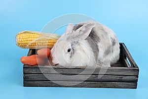 Young cute white and grey easter bunny rabbit in wooden box and carrots and corns with blue background