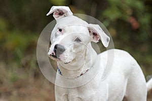 Young cute white Pitbull Terrier dog curious head tilt