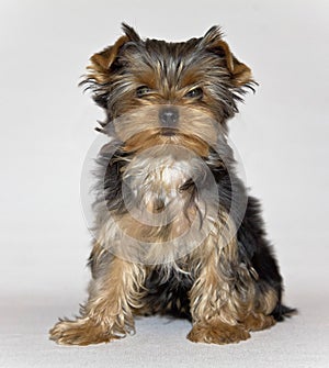 young cute Yorkshire Terrier puppy posing on a white background. pet.