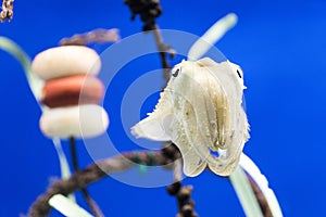 Young cuttlefish in a fishtank